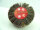 Fächerschleifer Schleifmop Schleifstift Vliesmop Vliesschleifer verschiedene Ø und Körnungen 80*25*6mm 240